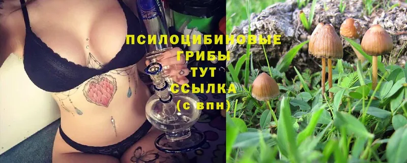 Псилоцибиновые грибы Cubensis  Бабушкин 